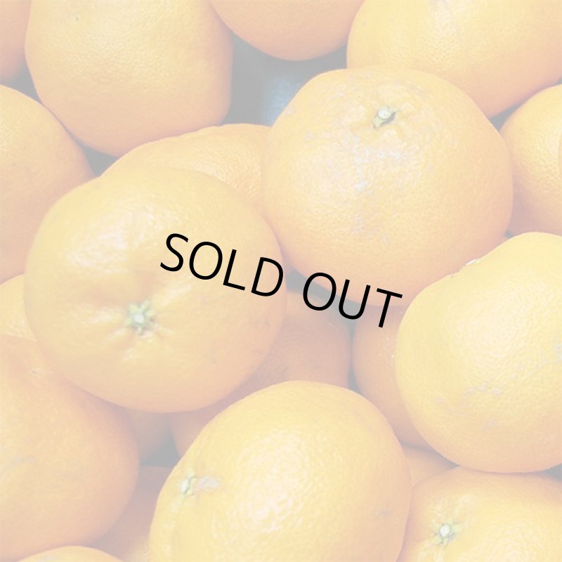 画像2: 愛媛県産 甘平 自然の恵み(訳あり・傷あり）5kg (2)