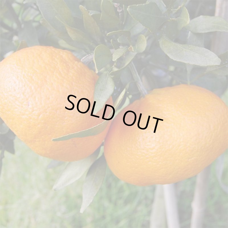 画像5: 愛媛県産 甘平 ギフト用5kg (5)