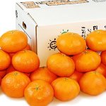 画像2: 愛媛県産 甘平 ご家庭用5kg (2)