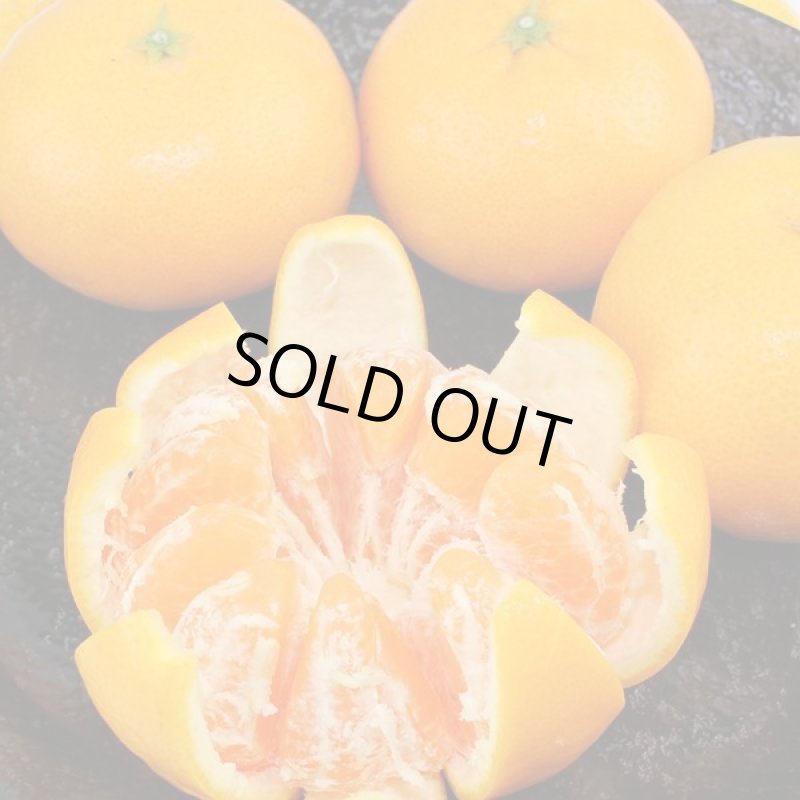 画像3: 愛媛県産 甘平 自然の恵み(訳あり・傷あり）5kg (3)