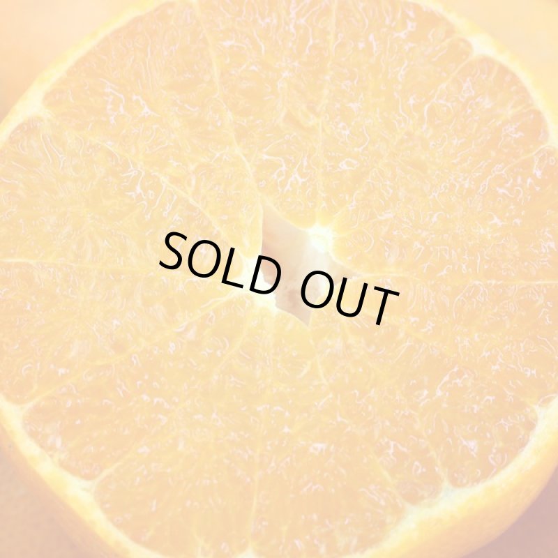 画像5: 愛媛県産 清見（きよみ） ご家庭用10kg (5)