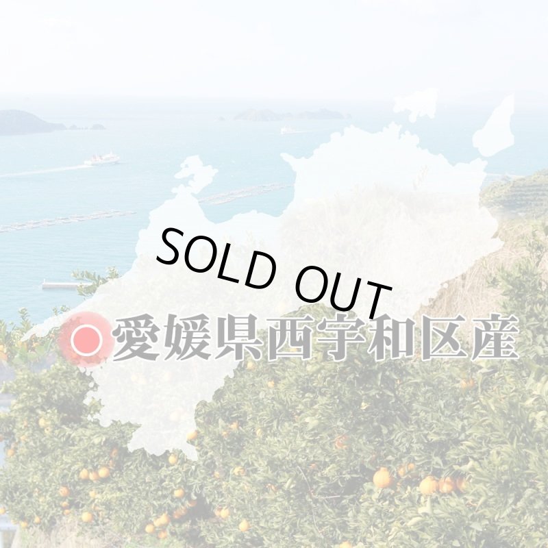 画像8: 愛媛県産 清見（きよみ） ご家庭用10kg (8)