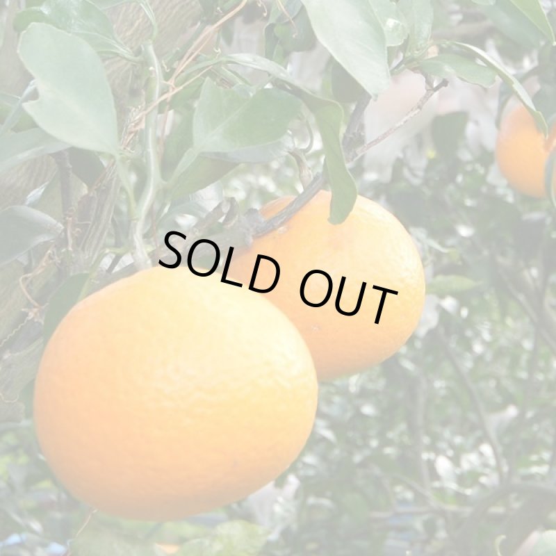 画像6: 愛媛県産 清見（きよみ） ギフト用5kg (6)