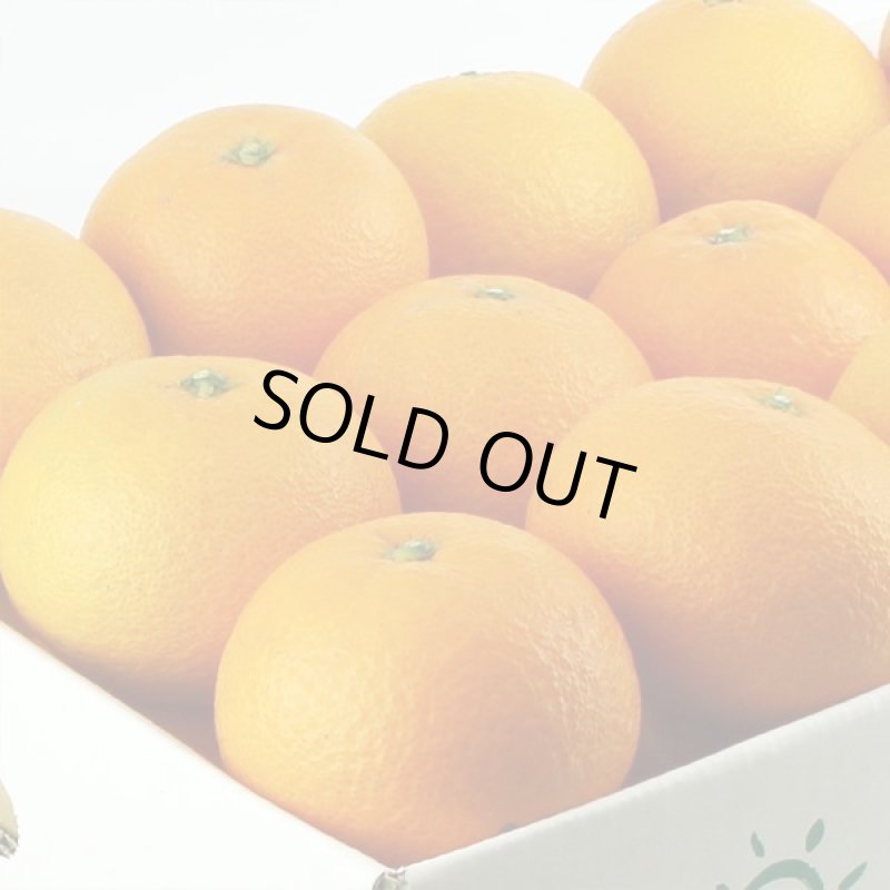 画像2: 愛媛県産 清見（きよみ） ご家庭用5kg (2)