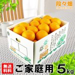 画像1: 愛媛県産 清見（きよみ） ご家庭用5kg (1)