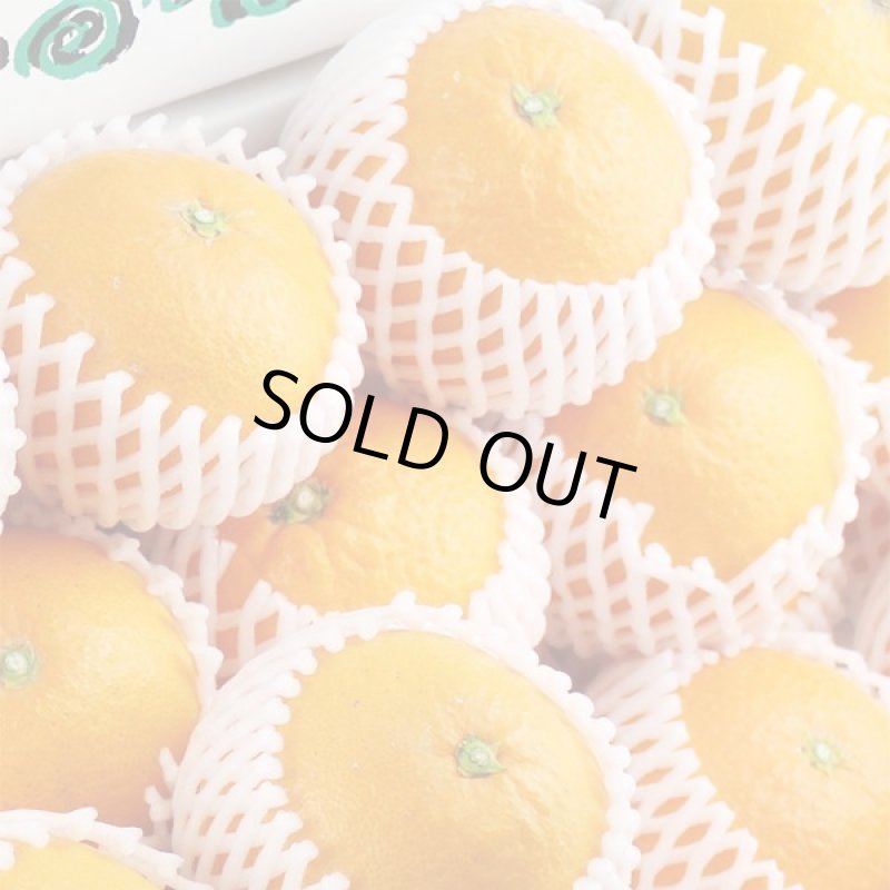 画像2: 愛媛県産 清見（きよみ） ご家庭用10kg (2)