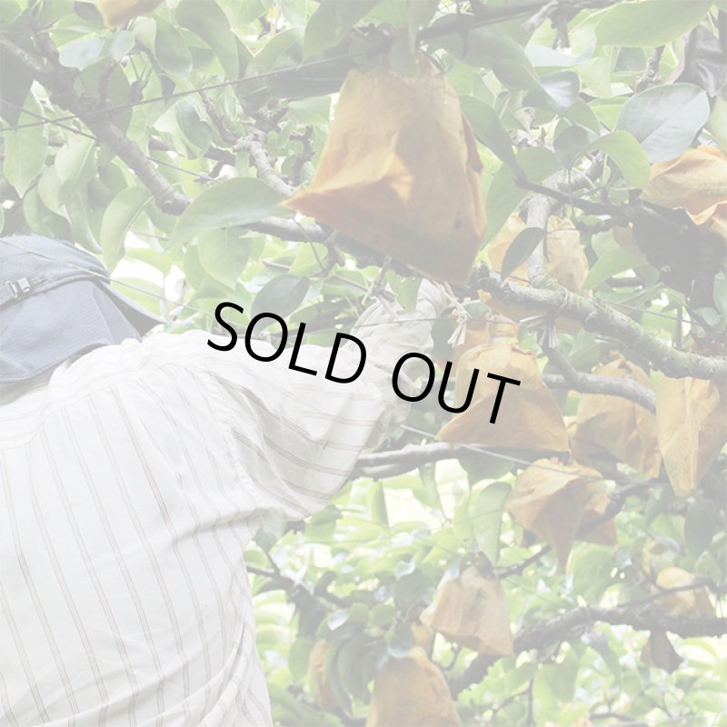 画像6: 愛媛県産 幸水梨 ギフト用 10kg (6)