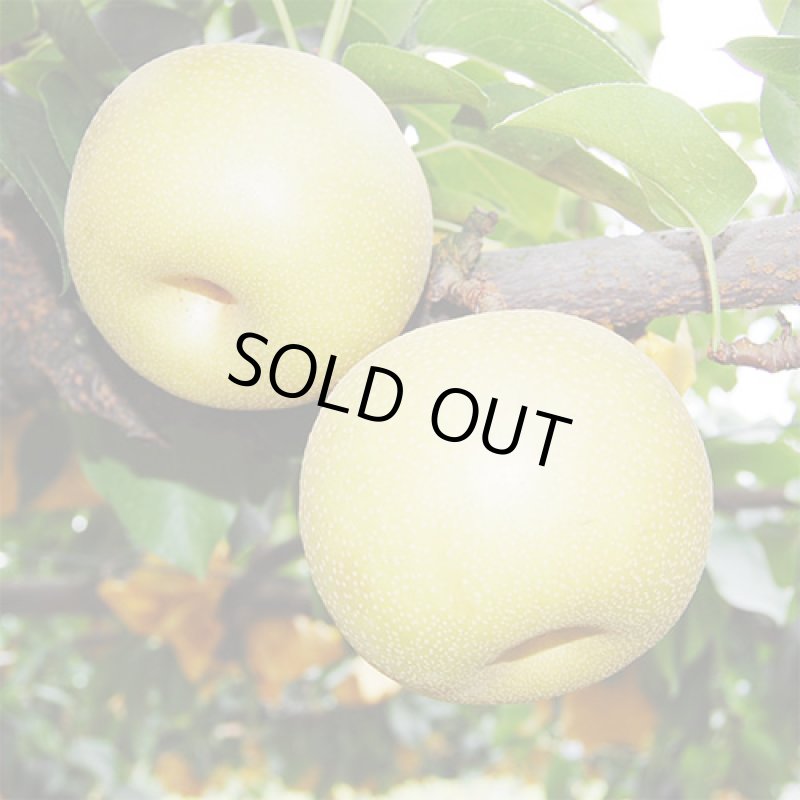 画像5: 愛媛県産 豊水梨 ご家庭用 10kg (5)