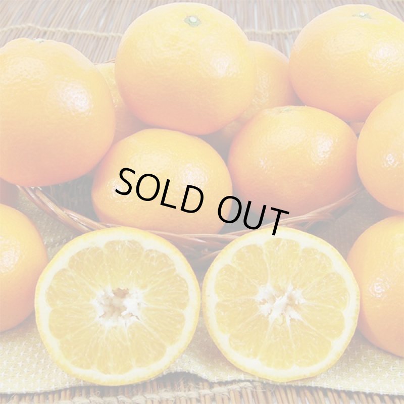 画像4: 愛媛県産 みやうちいよかん ギフト用9kg (4)