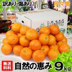 画像1: 愛媛県産 みやうちいよかん 自然の恵み(訳あり・傷あり）９kg (1)