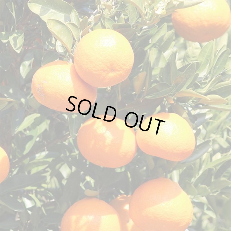 画像5: 愛媛県産 みやうちいよかん ギフト用9kg (5)