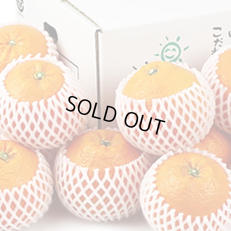 画像2: 愛媛県産 みやうちいよかん ギフト用9kg (2)