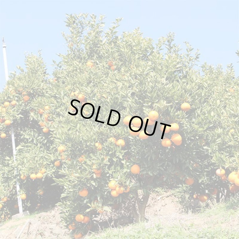 画像6: 愛媛県産 みやうちいよかん ギフト用9kg (6)