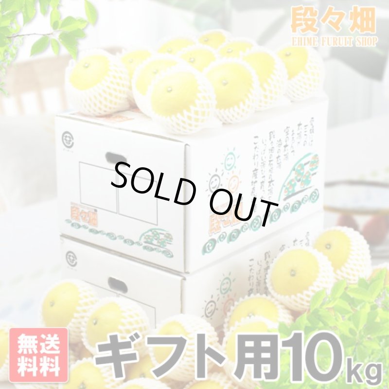 画像1: 愛媛県産 ニューサマーオレンジ ギフト用10kg (1)