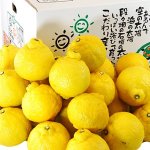 画像2: 愛媛県産 はるか ご家庭用10kg (2)