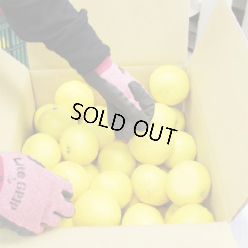 画像3: 愛媛県産 ニューサマーオレンジ 自然の恵み(訳あり・傷あり）10kg (3)