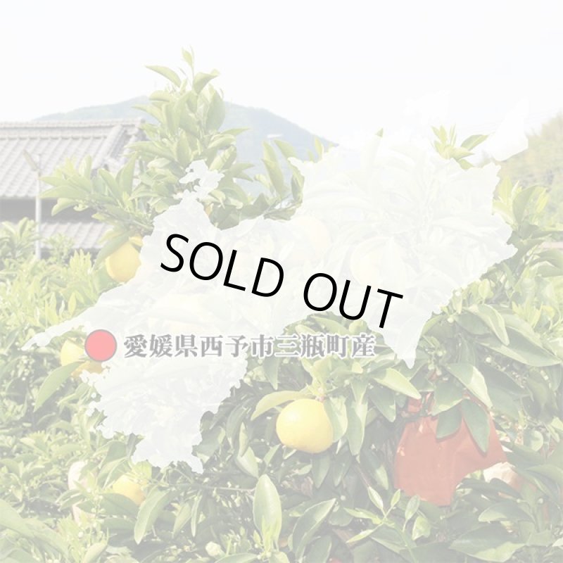 画像7: 愛媛県産 ニューサマーオレンジ 自然の恵み(訳あり・傷あり）5kg (7)