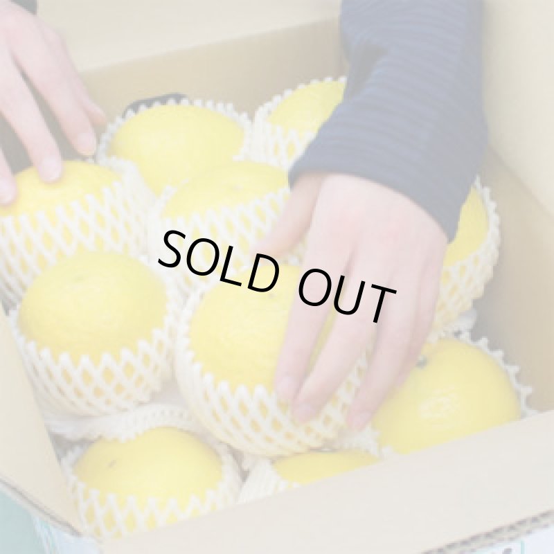 画像3: 愛媛県産 ニューサマーオレンジ ギフト用5kg (3)