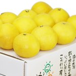 画像3: 愛媛県産 ニューサマーオレンジ ご家庭用10kg (3)