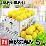 画像1: 愛媛県産 ニューサマーオレンジ 自然の恵み(訳あり・傷あり）5kg (1)
