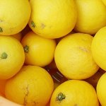 画像2: 愛媛県産 ニューサマーオレンジ 自然の恵み(訳あり・傷あり）10kg (2)