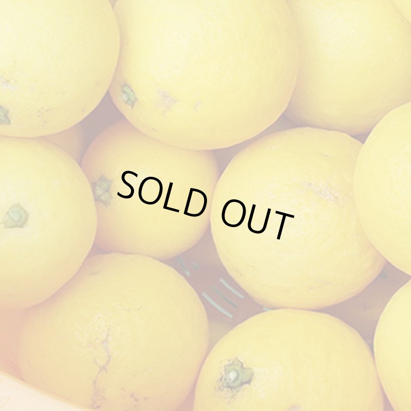 画像2: 愛媛県産 ニューサマーオレンジ 自然の恵み(訳あり・傷あり）10kg (2)