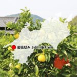画像7: 愛媛県産 ニューサマーオレンジ ギフト用10kg (7)