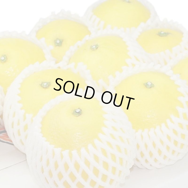 画像2: 愛媛県産 ニューサマーオレンジ ギフト用5kg (2)