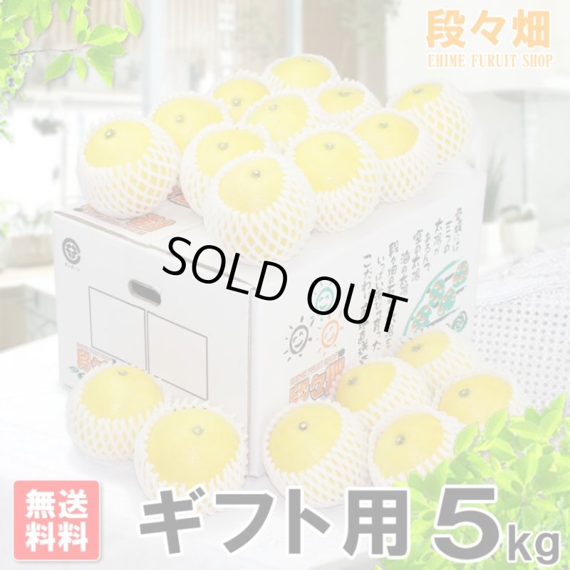 画像1: 愛媛県産 ニューサマーオレンジ ギフト用5kg (1)
