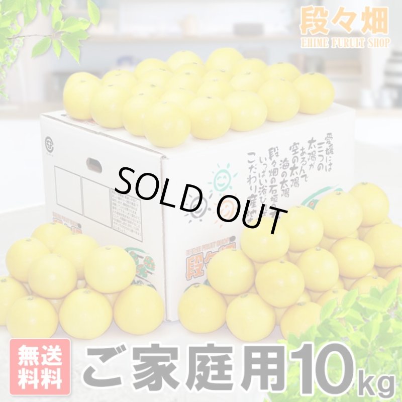 画像1: 愛媛県産 ニューサマーオレンジ ご家庭用10kg (1)