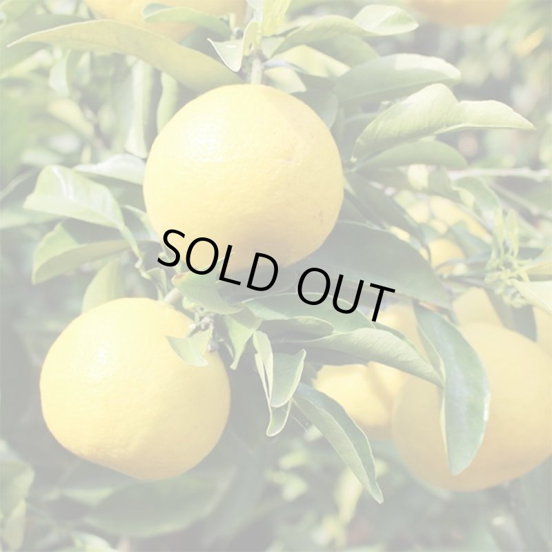 画像7: 愛媛県産 ニューサマーオレンジ ご家庭用10kg (7)