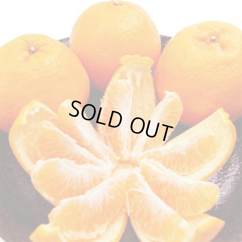 画像4: 愛媛県産 ポンカン ご家庭用5kg (4)