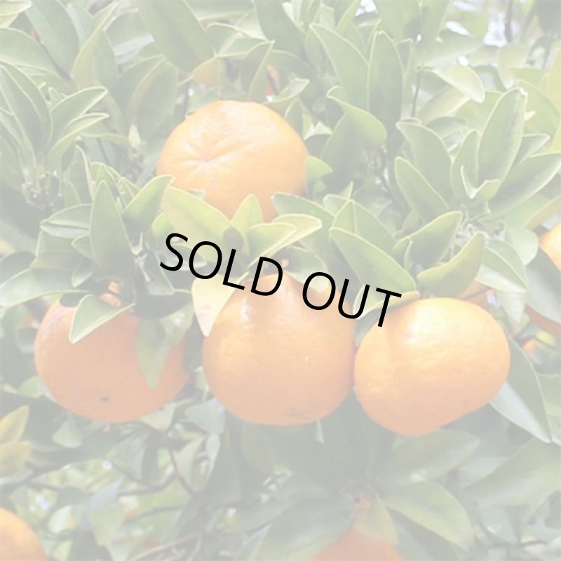 画像5: 愛媛県産 ポンカン ご家庭用5kg (5)