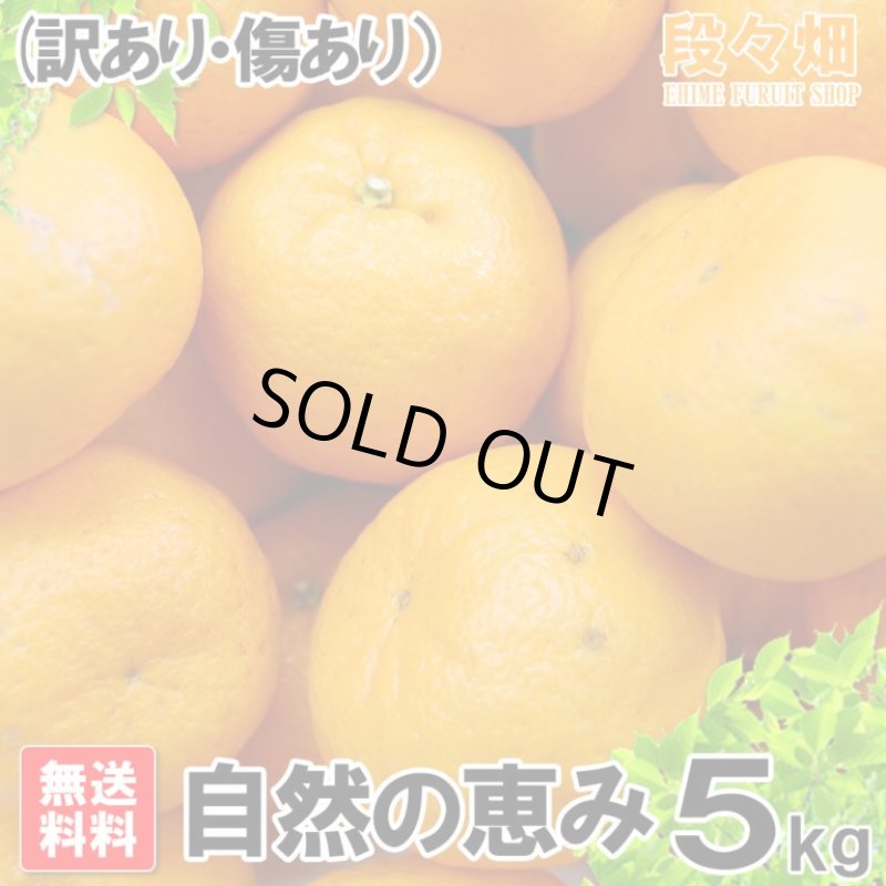 画像3: 愛媛県産 ポンカン 自然の恵み(訳あり・傷あり）5kg (3)