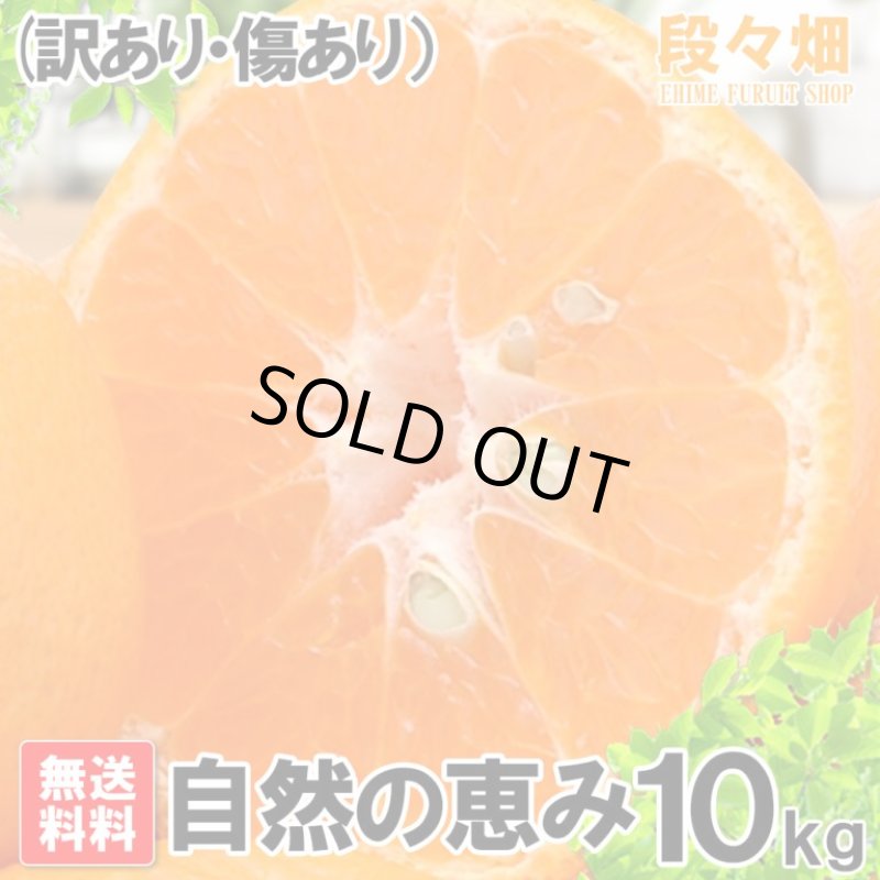 画像2: 愛媛県産 ポンカン 自然の恵み(訳あり・傷あり）10kg (2)