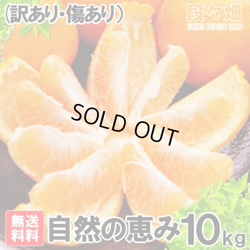 画像3: 愛媛県産 ポンカン 自然の恵み(訳あり・傷あり）10kg (3)
