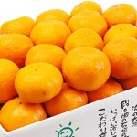 画像2: 愛媛県産 ポンカン ギフト用５kg (2)