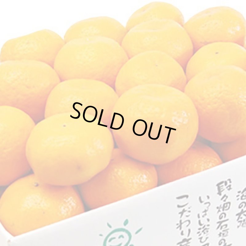 画像2: 愛媛県産 ポンカン ご家庭用5kg (2)