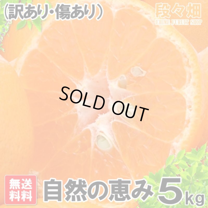 画像2: 愛媛県産 ポンカン 自然の恵み(訳あり・傷あり）5kg (2)