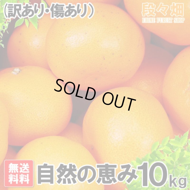 画像3: 愛媛県産 せとか 自然の恵み(訳あり・傷あり）10kg (3)