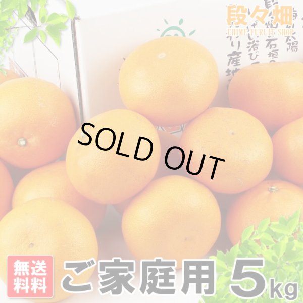 愛媛県産 せとか ご家庭用5kg - 愛媛県産 せとか