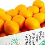 画像4: 愛媛県産 せとか ご家庭用５kg (4)