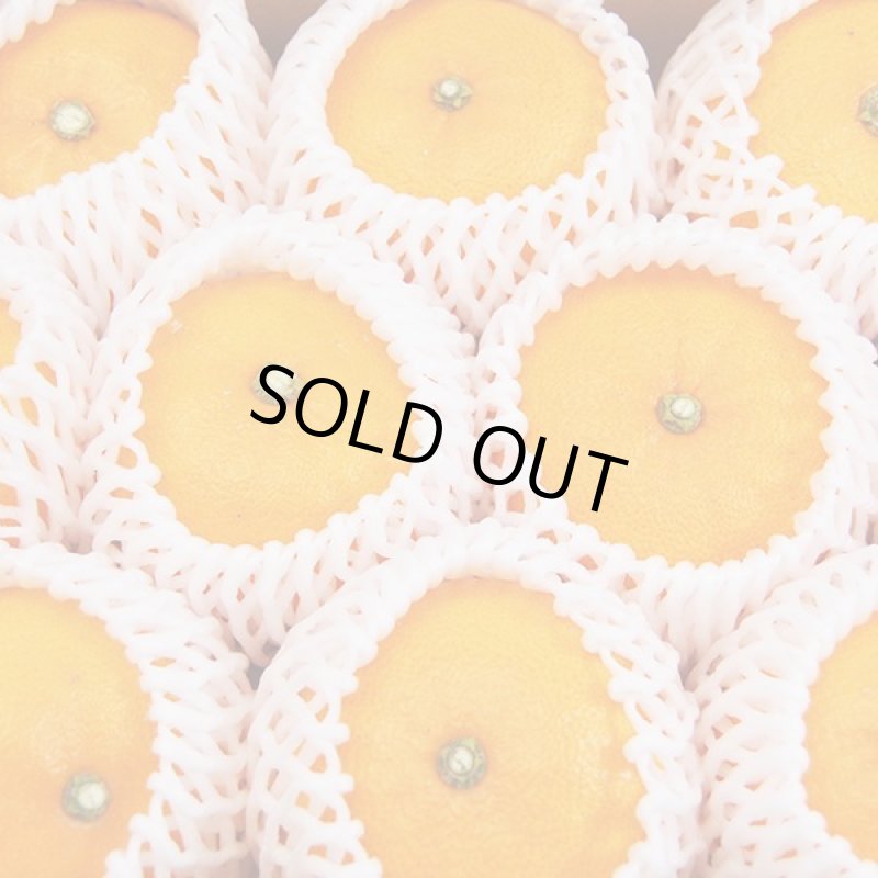 画像4: 愛媛県産 せとか ギフト用5kg (4)