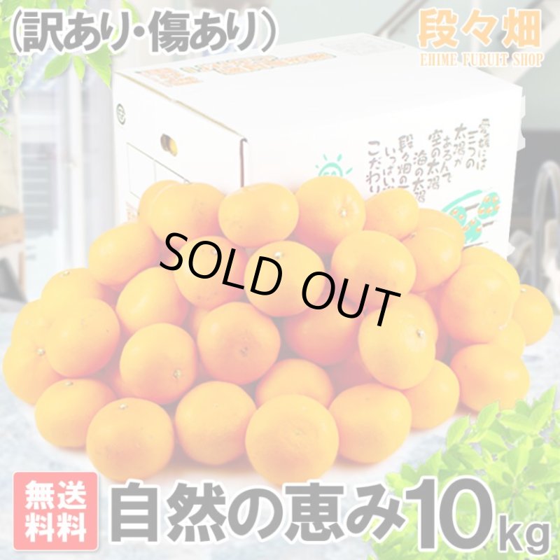 画像1: 愛媛県産 せとか 自然の恵み(訳あり・傷あり）10kg (1)