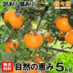 画像3: 愛媛県産 せとか 自然の恵み(訳あり・傷あり）５kg (3)