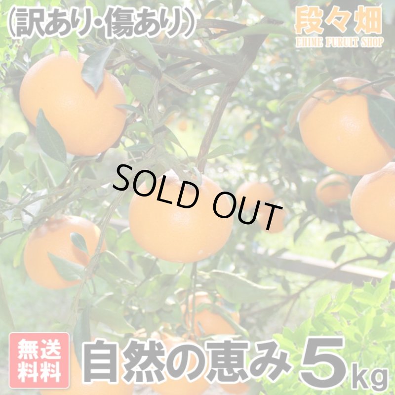 画像3: 愛媛県産 せとか 自然の恵み(訳あり・傷あり）５kg (3)