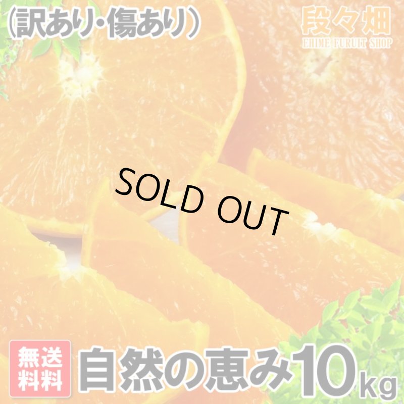 画像2: 愛媛県産 せとか 自然の恵み(訳あり・傷あり）10kg (2)
