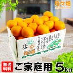 画像1: 愛媛県産 せとか ご家庭用５kg (1)