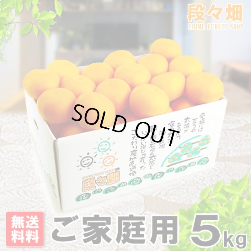 画像1: 愛媛県産 せとか ご家庭用５kg (1)