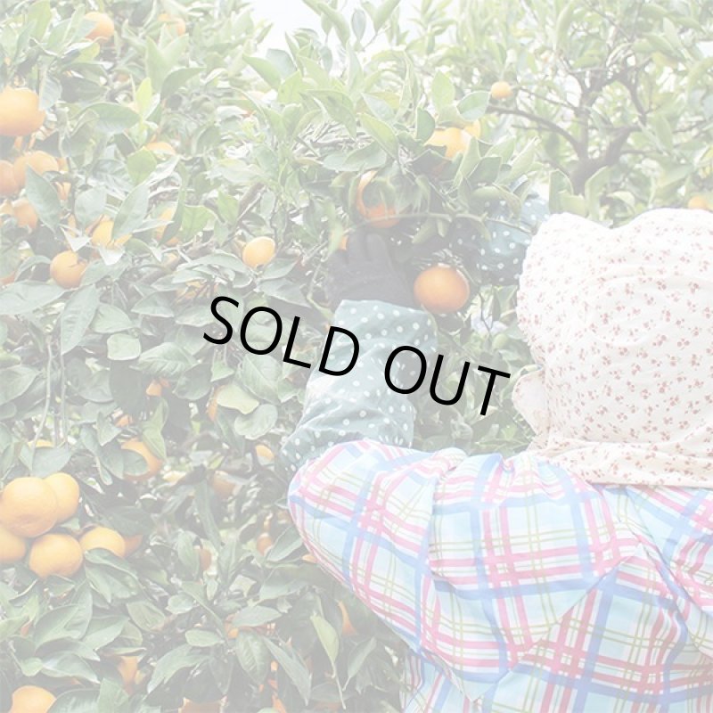 画像7: 愛媛県産 せとか ギフト用5kg (7)